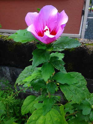 0130914 宗旦の花