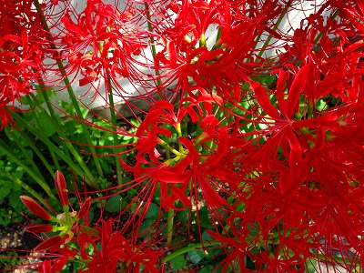 0070916 彼岸花