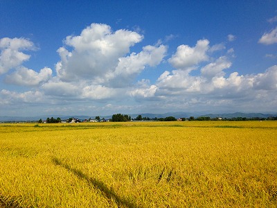 秋田県はコメどころです。