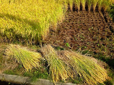 秋田県はコメどころです。