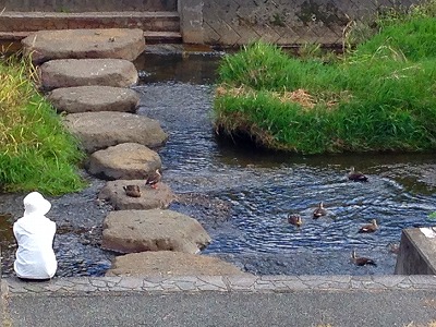 0461013 川にはたくさんの鴨がいました