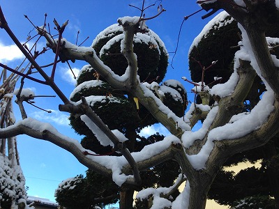 積雪のハウチワカエデと青空 