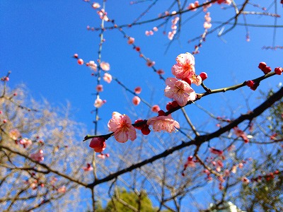 白い梅の花