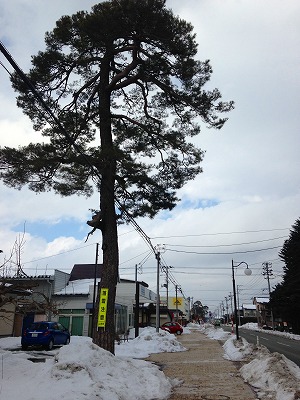 羽州街道（旧国道１３号線）の松