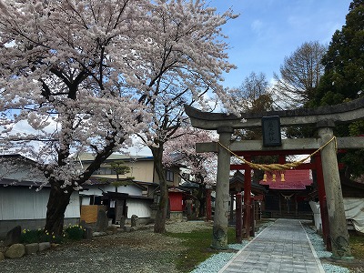 若木神社の桜