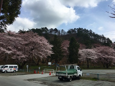 若木山もほんりとピンク色、桜色