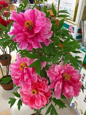 Img_1335 牡丹の花咲く薬局