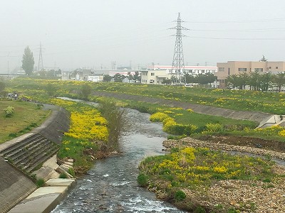 菜の花咲く野川