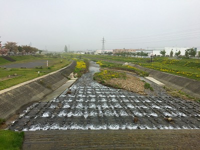 菜の花咲く野川のズーム