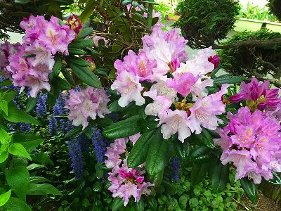 Img_14180511 石楠花の花です