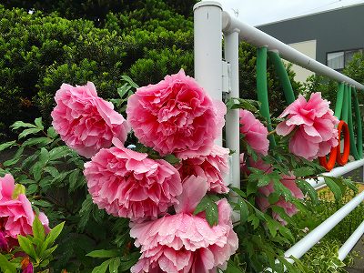 Img_14210511 牡丹の大輪の花