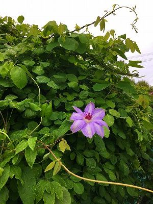 Img_14240511 Iアケビのつる、葉っぱから顔を出したクレマチス