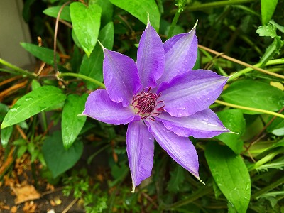 Img_14280511 足元に咲いているクレマチスの花
