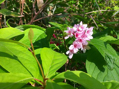 山ではお花が綺麗でした。