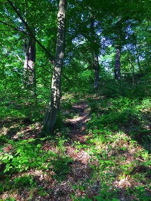 信州の蓼科あたりの風景のようですが、これは若木山です。