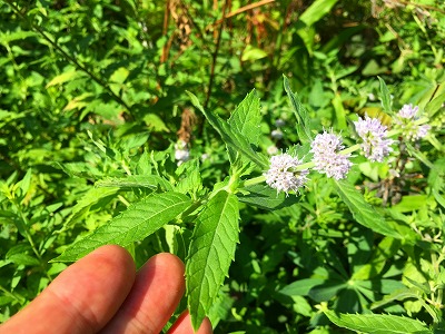 薄荷の花です