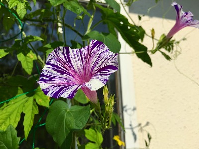Img_2891 朝顔が綺麗に咲いています。
