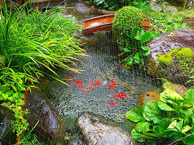 Img_31310817 我が家の池