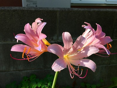 夏水仙 Img_31510819