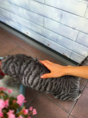Img_30920814 猫!