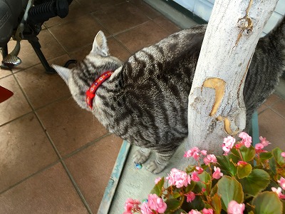Img_30930814 猫
