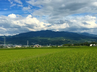 田んぼと蔵王