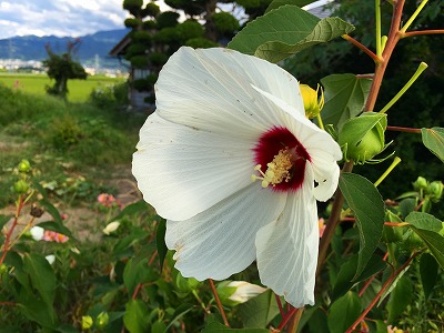 Img_31850821 芙蓉