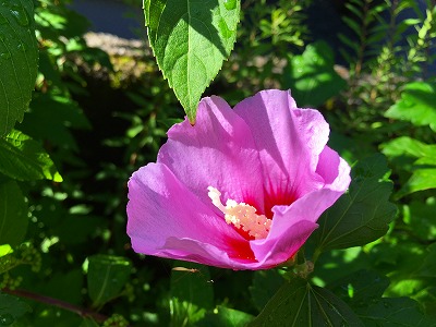 茶花の「宗旦」です