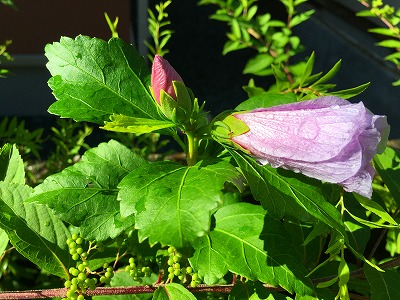 茶花　宗旦の花