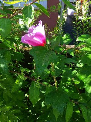 Img_31920823 茶花 宗旦