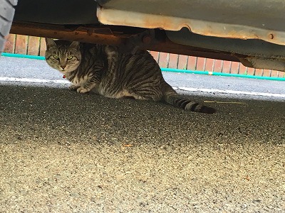 Img_31610814 狸森カフェの猫