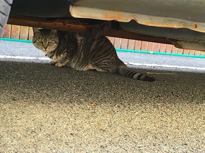 狸森カフェの猫