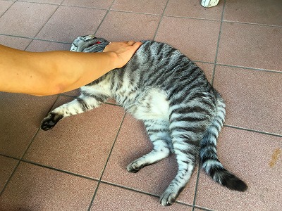 Img_31640814 猫