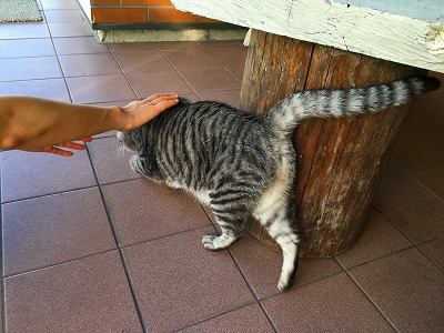 Img_31660814 猫