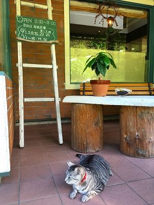 Img_31680814 猫