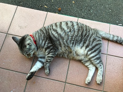 Img_31700814 猫