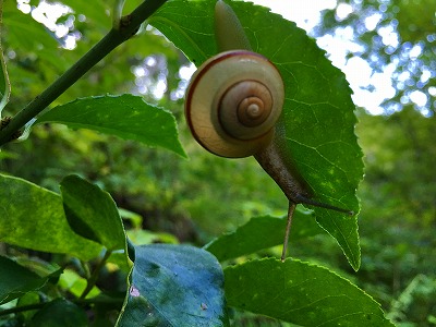 Img_33320905 カタツムリ