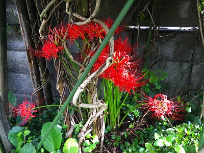 Img_34780921 我が家の彼岸花です