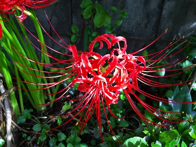 我が家の彼岸花の写真その２です