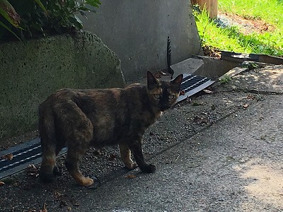 Img_35630925 猫との遭遇