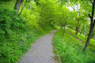 緑の季節、若木山を登ります