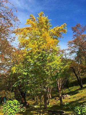 イチョウの木は紅葉です