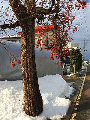 大石田の柿