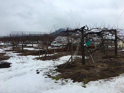 果樹園、雪景色