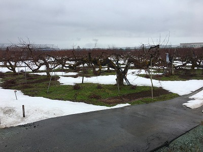 ３月の果樹園の雪景色