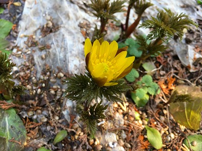 Img_54260318 福寿草