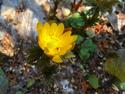 Img_54270318 福寿草