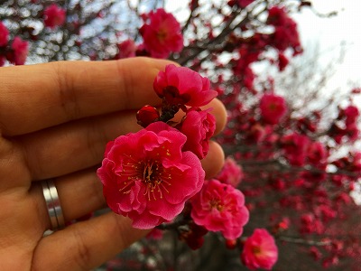 Img_55670401 紅梅