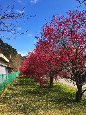 官舎の紅梅