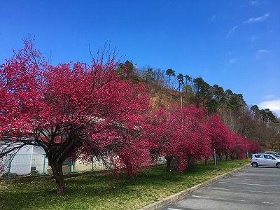 今年も紅梅がきれいに咲いています。